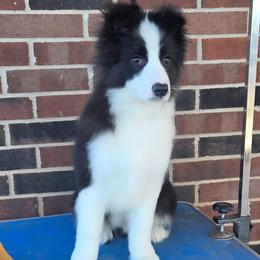Champion pedigree boy AKC - Black and white male Border Collie puppy in Newalla, Oklahoma from Roughstock Border Collies and Dachshunds