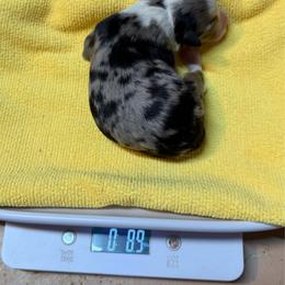 Blue - Blue merle male Toy Australian Shepherd puppy in Tremont, Tennessee from 2 Blue Toy Aussies