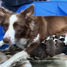 Border Collie Puppies from Pineview Farm