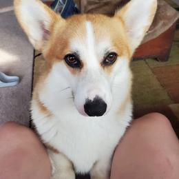 Pembroke Welsh Corgis from M&H Corgi Valley