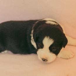 Emerald - Black tri-color female Australian Shepherd puppy in Cotati, California from Tried and True Aussies