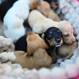 Dachshund puppies from The Puppy Cottage
