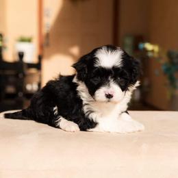 Aussiedoodle and Goldendoodle Puppies from Ever After Doodles Arizona