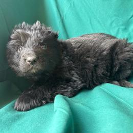 Teal green male - Black male German Shepherd puppy in Jennings, Kansas from Lost Creek German Shepherds LLC