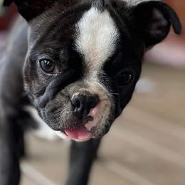 Boston Terriers from USA Boston Terriers