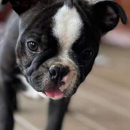 Boston Terriers from USA Boston Terriers