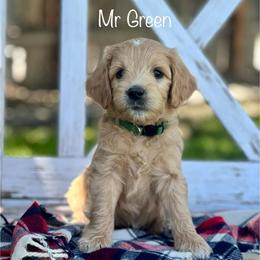 Mr Green - Apricot male Goldendoodle puppy in South Jordan, Utah from JD Goldendoodles