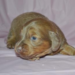 Bree - Fawn (isabella) and tan female Dachshund puppy in Eufaula, Alabama from B’s Dachshunds