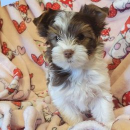 Cash - Parti Yorkshire Terrier puppy in Clarksburg, Indiana from Hidden Gems Parti Yorkies