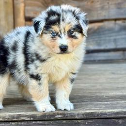 Leo Seebold - Blue merle male Australian Shepherd puppy in Statesville, North Carolina from Charming Australian Shepherds