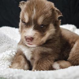 Siberian Husky Puppies from Anime Huskies