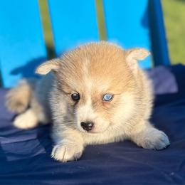 Bandit - Wolf sable male Pomsky puppy in Battle Creek, Michigan from T-Rose’s Bernedoodle & Pomsky Puppies