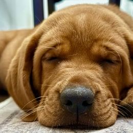 Chancy - Yellow female Labrador Retriever puppy in Mt. Vernon, Texas from Bohlken Labradors