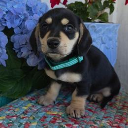 Ross 2500 - Black and cream male Dachshund puppy in Lexington, Oklahoma from Long Doggy Acres Miniature Dachshunds