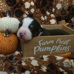 Spider - Black tri-color male Australian Shepherd puppy in Albany, Oregon from Red Cloud Australian Shepherds and DeGray Great Danes & Bulldogs