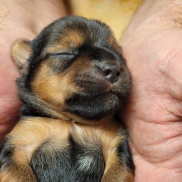 Companion Crosses, Miniature Schnauzers, and Yorkshire Terriers from Puppy Sugars Kennels