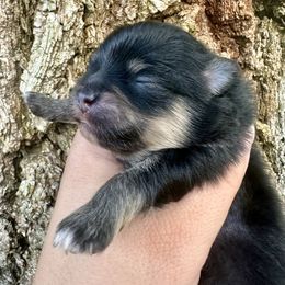 Eleanor - Black and tan female Pomeranian puppy in Springfield, Missouri from Hope Mountain Pomeranians