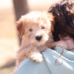 Kit - Cream male Whoodle puppy in West Bend, Iowa from Blue Skies Terriers
