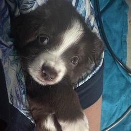 Tempura - Red & white male Toy Australian Shepherd puppy in Reidsville, North Carolina from Cherry Grove Kennel