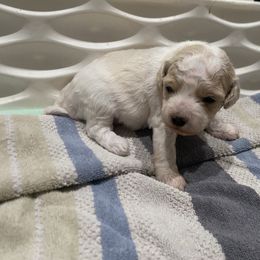 Pink-Mini - Parti female Goldendoodle puppy in Millville, New Jersey from Michelle's Doodles