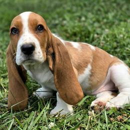 Mahindra - Lemon and white female Basset Hound puppy in West Chester, Ohio from Bed-N-Bassets