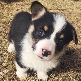 American Corgis and Pembroke Welsh Corgis from Arrow J Corgi Company