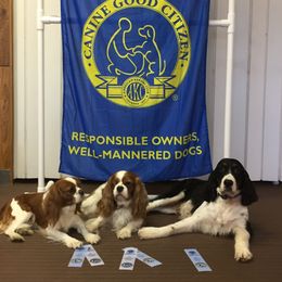 Cavalier King Charles Spaniel All Grown Up from Mentmore Spaniels
