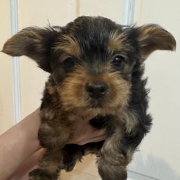 Simba - Black and gold male Yorkshire Terrier puppy in Highland, Arkansas from Gilmore Yorkies