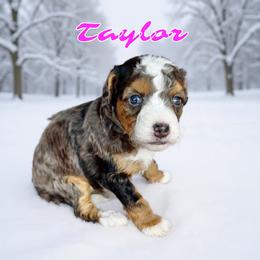 Taylor - female Golden Mountain Doodle puppy in Banner Elk, North Carolina from Walnut Tree Bernedoodles