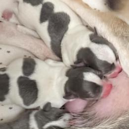 Blue spotted 2 - Silver and white male Chihuahua puppy in Laurel, Mississippi from Home of Tiny Chihuahuas