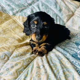 Aspen - Black and tan female Dachshund puppy in Holtwood, Pennsylvania from Holly Hill Dachshunds