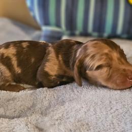 Chocolate dapple - Dapple female Dachshund puppy in Trade, Tennessee from TN Miniature Dachshunds & Basset Hounds