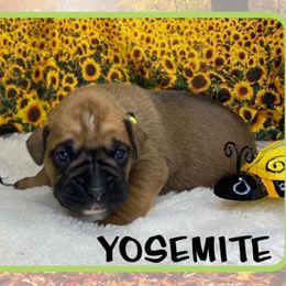 Yosemite - Fawn male Boxer puppy in Cache County, Utah from Red Rock Boxers