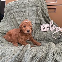 Girl 3 - Apricot female Goldendoodle puppy in Hudson, Indiana from Kim’s Doodles