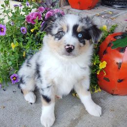 Miniature Australian Shepherds and Toy Australian Shepherds from Happy Puppy Paws