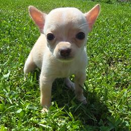 Girl 1 - Fawn and white female Chihuahua puppy in Amity, Pennsylvania from Baxters Chihuahuas