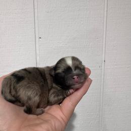 Yoshi - Blue merle male Pomeranian puppy in Enfield, Connecticut from That Pom Haus