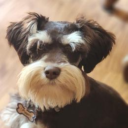 Pepper - Miniature Schnauzer