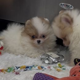 Girl 3 - Orange parti female Pomeranian puppy in Silver Springs, New York from Humehill