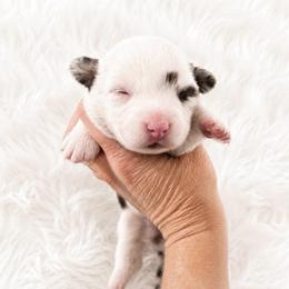 KC - Blue merle and white female Cardigan Welsh Corgi puppy in Kerens, West Virginia from Leather & Lace