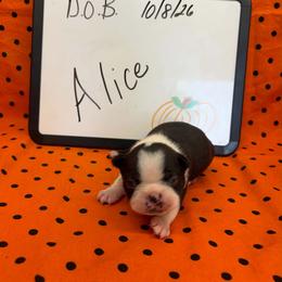 Alice - Black and white female Boston Terrier puppy in Fillmore, Illinois from Wind Hill Puppies