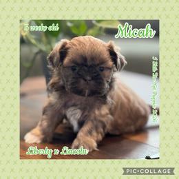 Micah - Black and white male Shih Tzu puppy in Beatrice, Nebraska from I Shih Tzu Not Puppies