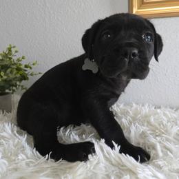 Pocahontas - Black female Cane Corso puppy in St. Augustine, Florida from RG2 Cane Corsos
