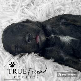 Goldendoodle Puppies from True Friend Doodles