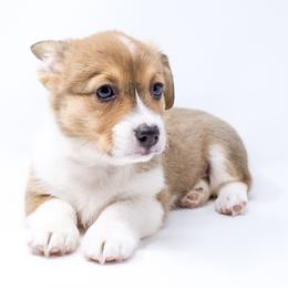 Feliz (Yellow Collar) - Health Tested Parents - Red female Pembroke Welsh Corgi puppy in Los Angeles, California from Limitless Huskies