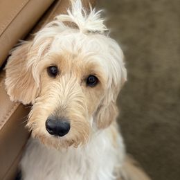 Nala - Goldendoodle