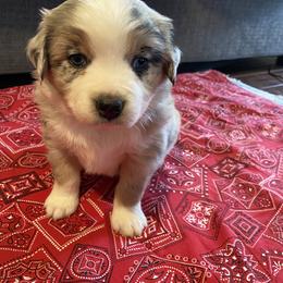 "Spot" Australian Shepherd Puppies from 101 Aussies