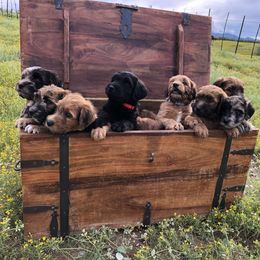 Whoodle Puppies from Schmidt's K9s