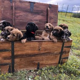 Whoodle Puppies from Schmidt's K9s