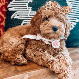 Bernedoodle and Goldendoodle All Grown Up from Brown’s Golden Paws
